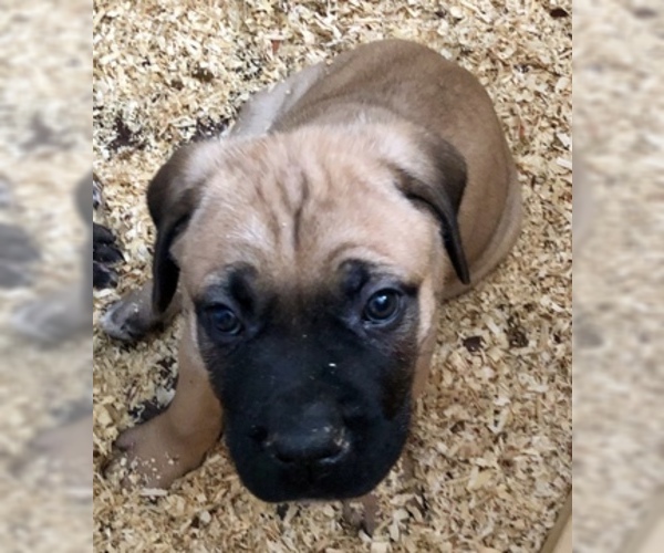 Medium Photo #7 Cane Corso Puppy For Sale in BEECH GROVE, IN, USA