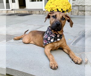 Black Mouth Cur-Unknown Mix Dogs for adoption in Rockaway, NJ, USA