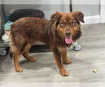 Small #1 Australian Shepherd Mix