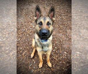 German Shepherd Dog-Unknown Mix Dogs for adoption in San Andreas, CA, USA