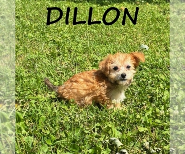 Medium Photo #1 YorkiePoo Puppy For Sale in HARTLAND, MN, USA