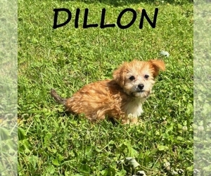 YorkiePoo Puppy for sale in HARTLAND, MN, USA