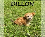 Image preview for Ad Listing. Nickname: Dillon