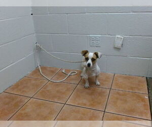 Chihuahua Dogs for adoption in Downey, CA, USA