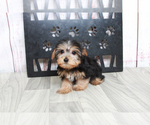 Small Morkie