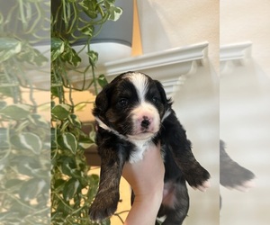 Miniature Australian Shepherd Puppy for sale in NORTH RICHLAND HILLS, TX, USA