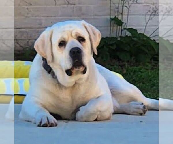 Medium Photo #1 Sheprador Puppy For Sale in ATMORE, AL, USA