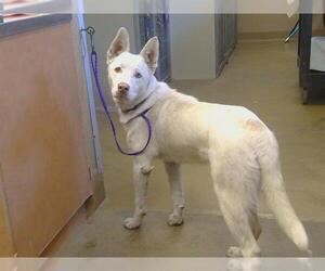 Siberian Husky Dogs for adoption in Sacramento, CA, USA