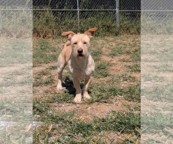 Medium Photo #4 Mutt Puppy For Sale in Thomasville, NC, USA