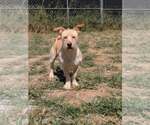 Small #3 Mutt