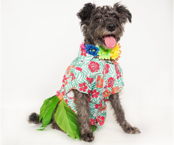 Medium Photo #5 Mutt Puppy For Sale in Phoenix, AZ, USA