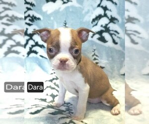 Boston Terrier Puppy for sale in MINERAL WELLS, WV, USA
