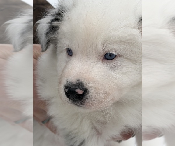 Medium Photo #3 Border Collie Puppy For Sale in FRANKFORT, IL, USA