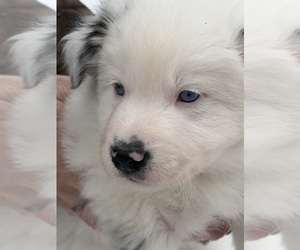 Medium Border Collie