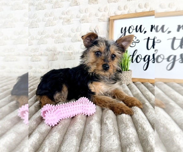 Medium Photo #5 Yorkshire Terrier Puppy For Sale in GREENFIELD, IN, USA