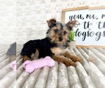 Small #4 Yorkshire Terrier