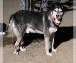 Small Photo #6 Siberian Husky Puppy For Sale in Cedar Crest, NM, USA