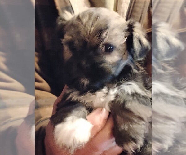 Medium Photo #1 Havapoo Puppy For Sale in POLO, MO, USA