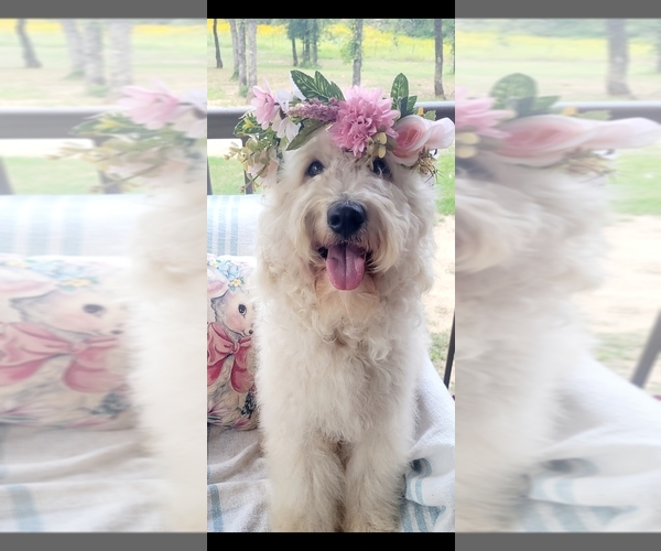 Medium Photo #1 Goldendoodle mix (+ Poodle Standard) Puppy For Sale in JACKSBORO, TX, USA