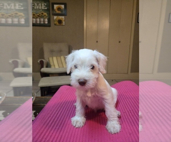 Medium Photo #1 Schnauzer (Miniature) Puppy For Sale in PETAL, MS, USA