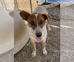 Small #2 Mutt
