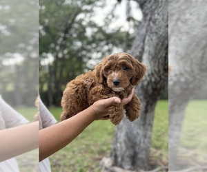 Goldendoodle (Miniature) Puppy for sale in MIAMI, FL, USA