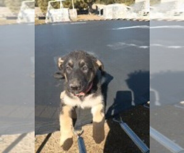 Medium Photo #5 German Shepherd Dog Puppy For Sale in SPOKANE, WA, USA
