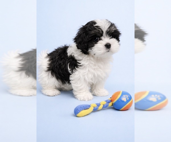 Medium Photo #1 Mal-Shi Puppy For Sale in GREENVILLE, NC, USA