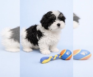 Mal-Shi Puppy for sale in GREENVILLE, NC, USA