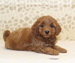 Small #1 Cavapoo