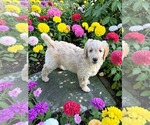 Puppy Mojito Goldendoodle
