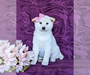 Shiba Inu Puppy for sale in CHRISTIANA, PA, USA
