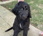 Small Goldendoodle