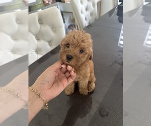 Doodle-Goldendoodle Mix Puppy for sale in MIAMI, FL, USA