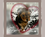 Small #2 -Yorkshire Terrier Mix
