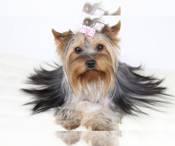 View Ad Yorkshire Terrier Puppy for Sale near Washington, VANCOUVER