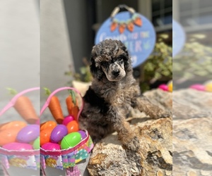 Poodle (Miniature) Puppy for sale in HERNANDO, FL, USA