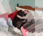Small #4 American Pit Bull Terrier Mix