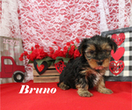 Small #13 Yorkshire Terrier