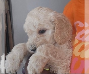 Poodle (Standard) Puppy for Sale in MILWAUKEE, Wisconsin USA