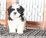 Small #2 Shih Tzu