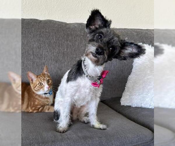 Medium Photo #3 Mutt Puppy For Sale in Oakley, CA, USA