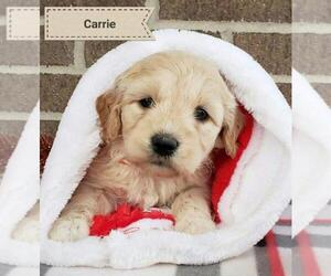 Goldendoodle Puppy for sale in CHICAGO, IL, USA