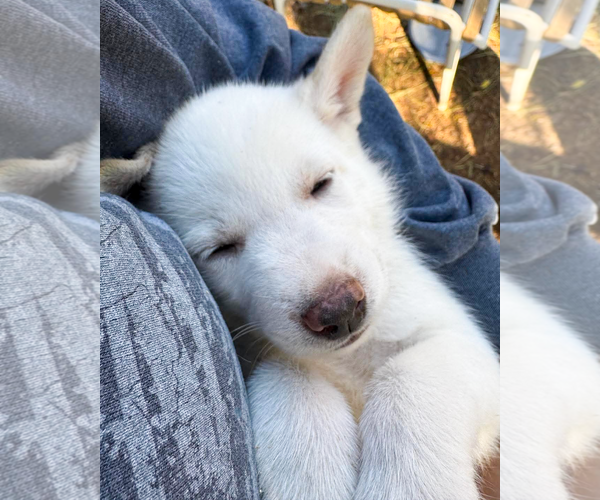 Medium Photo #8 Gerberian Shepsky Puppy For Sale in Corona, CA, USA