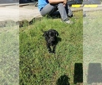 Small Photo #10 Labrador Retriever Puppy For Sale in LEBANON, MO, USA
