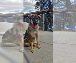 Shepweiller Dogs for adoption in Chama, NM, USA