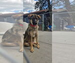 Small Shepweiller