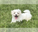 Small #3 Maltese