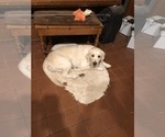 Small Photo #1 Golden Retriever Puppy For Sale in THOUSAND OAKS, CA, USA