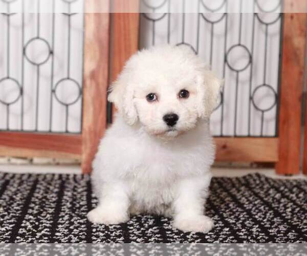 Medium Photo #2 Bichon Frise Puppy For Sale in NAPLES, FL, USA